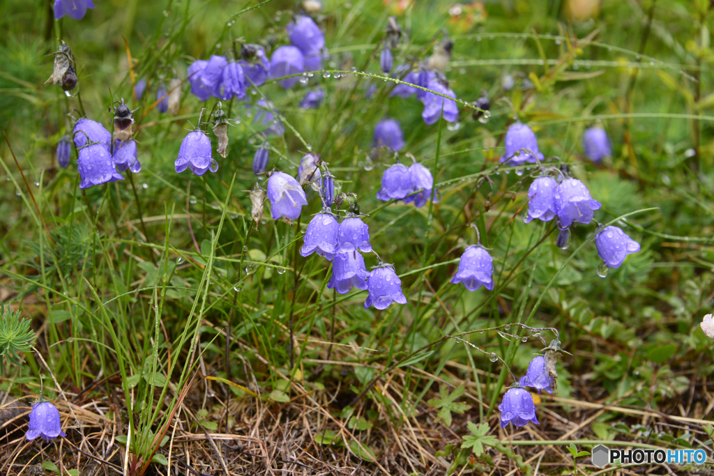 スイスで出会った花たち---３