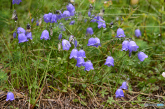 スイスで出会った花たち---３