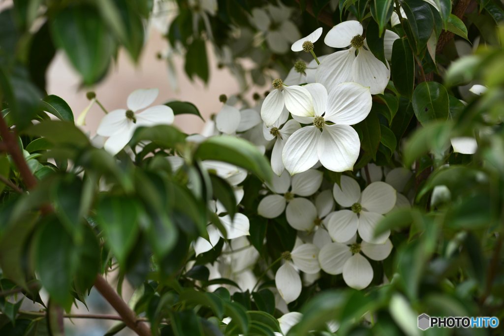 純白の花