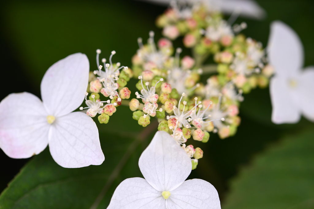 ご近所の花園にて---④
