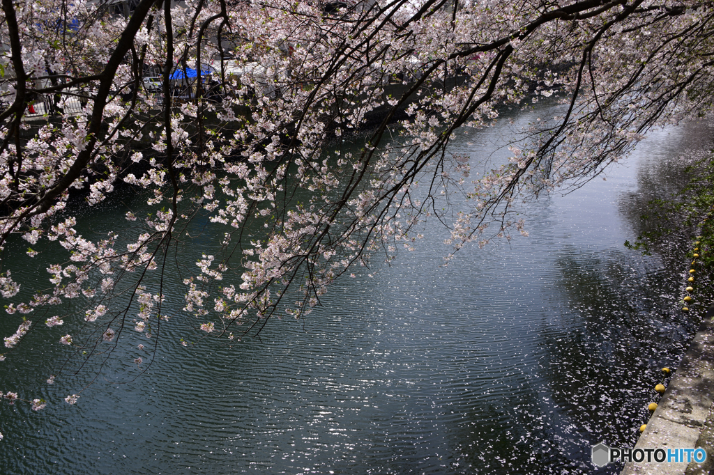 大岡川の残桜---①
