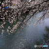 大岡川の残桜---①