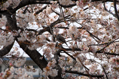 桜景いろいろ---①
