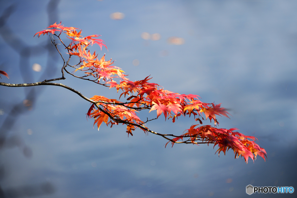 紅葉四景---①