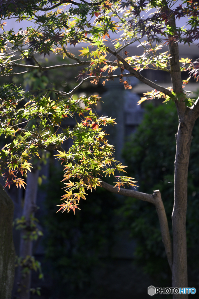 柴又帝釈天----④