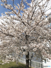 多摩川堤の桜----④
