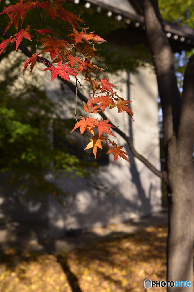 九品仏浄真寺の紅葉---②