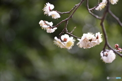 池上本門寺の梅園---④