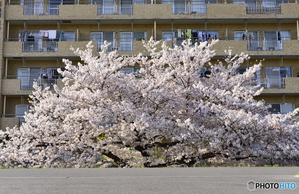 窓から見る桜