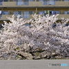 窓から見る桜