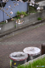 SAKURA