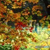 錦秋につつまれて