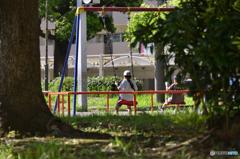 ご近所散歩---今日の友