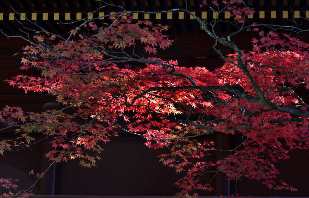 輪王寺の紅