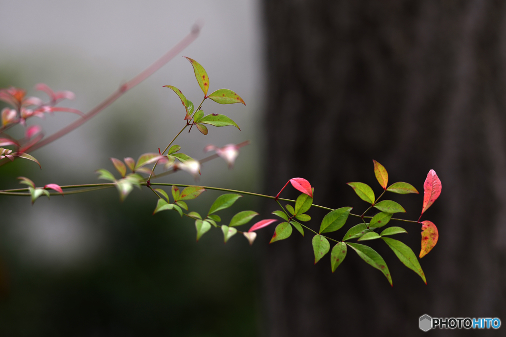 ご近所秋探し---④