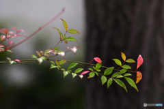 ご近所秋探し---④