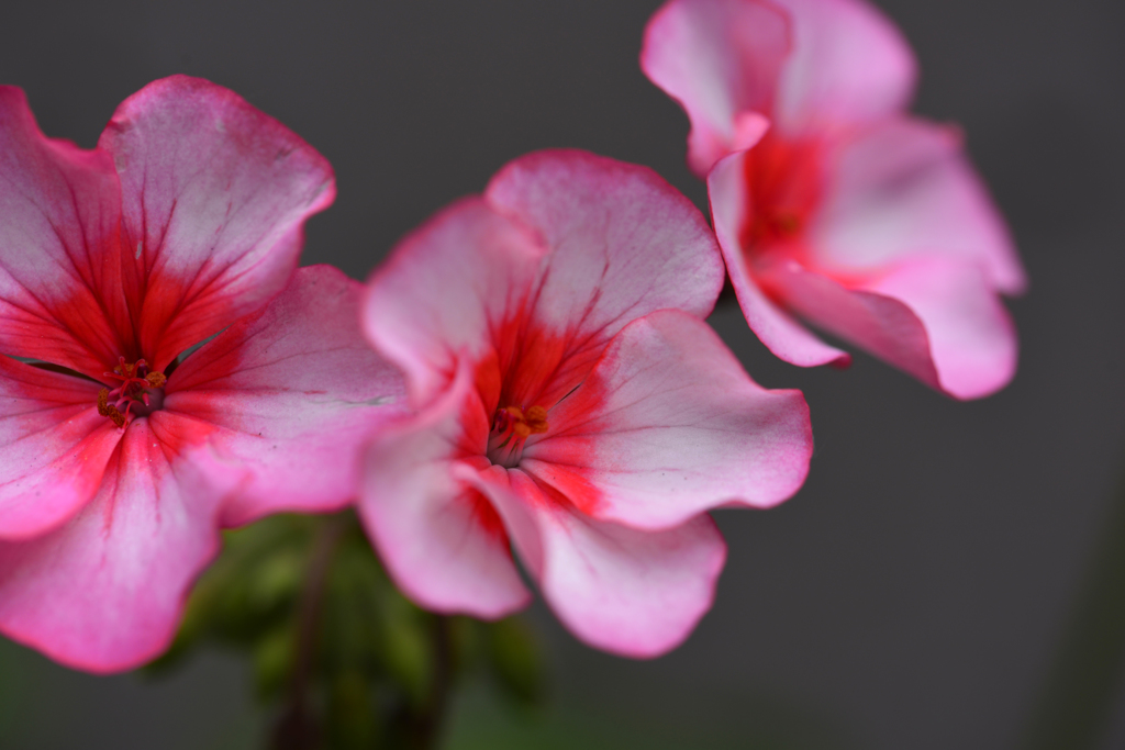 ご近所の花園にて---③