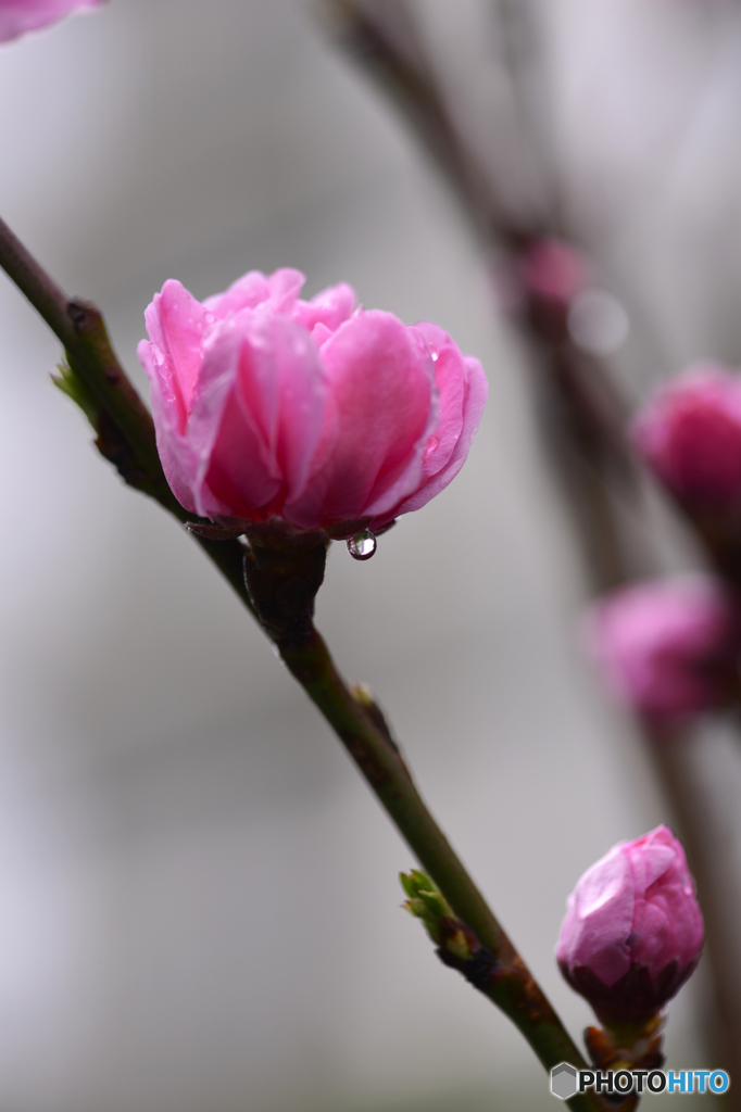 マクロで雨粒を---①