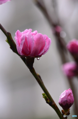 マクロで雨粒を---①