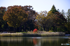 紅葉散歩---⑧
