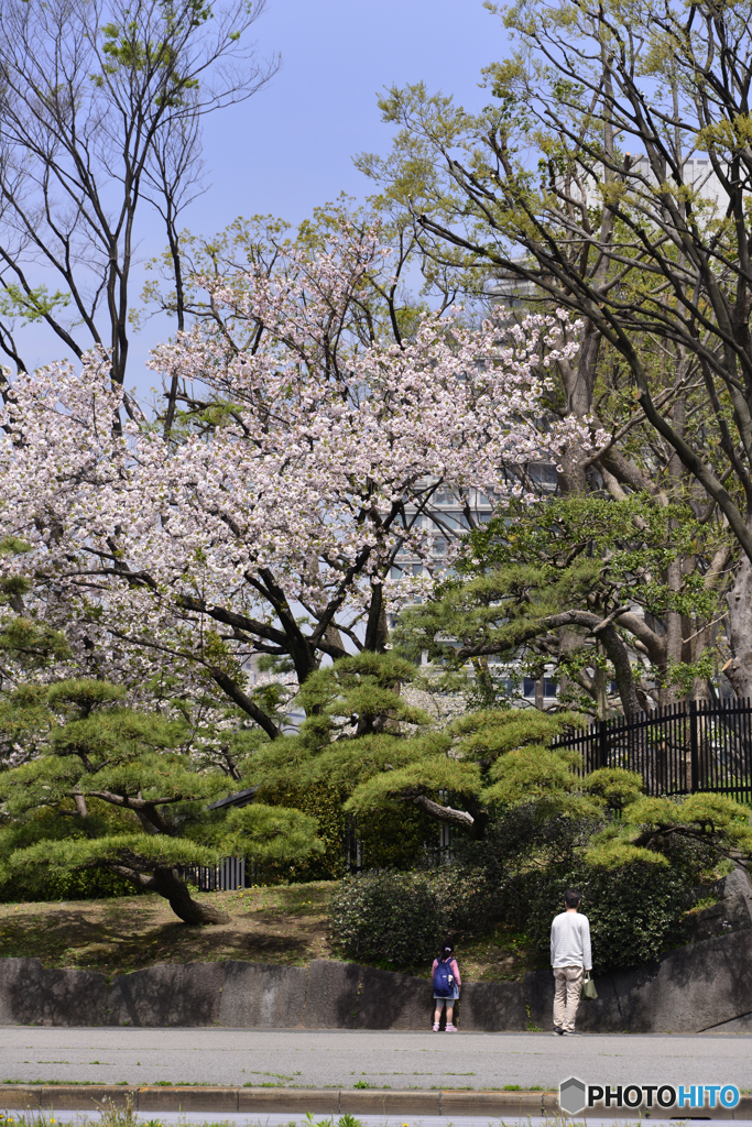 残る桜を愛しむ