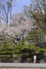 残る桜を愛しむ