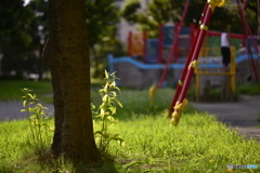 暇な日に見たもの---②