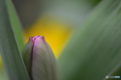 花たち----⑤
