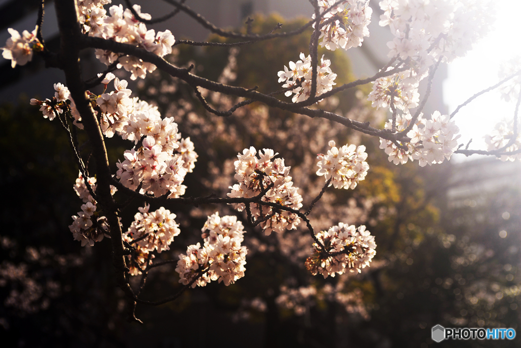 今年の桜はこんなでした----①