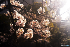 今年の桜はこんなでした----①