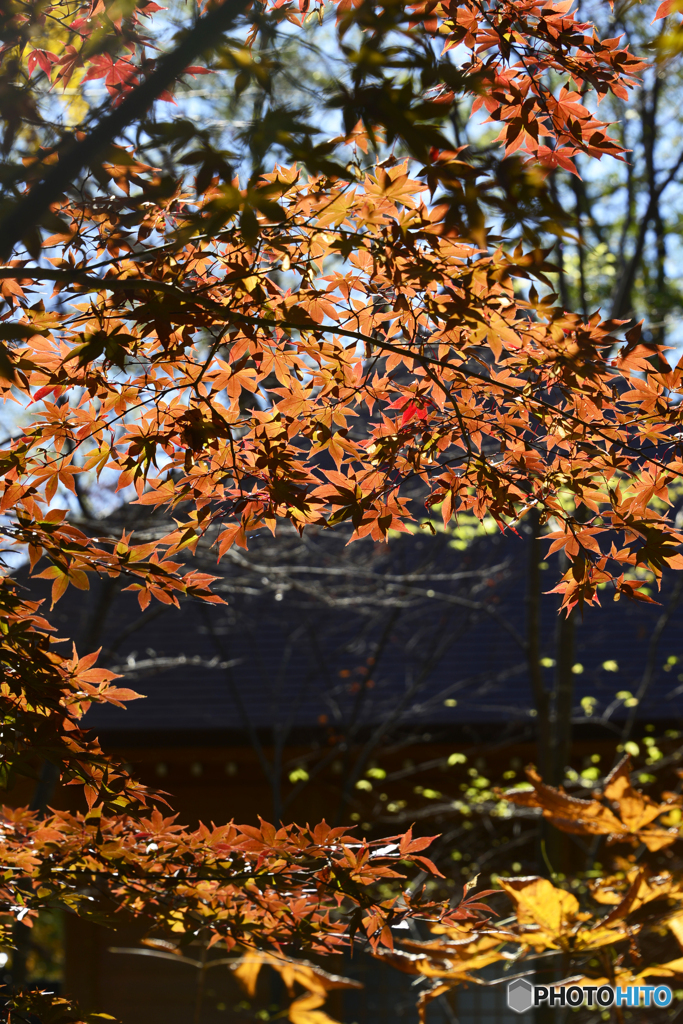 九品仏浄真寺の紅葉----⑦