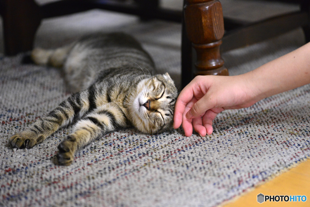 新しい家族が増えました----④