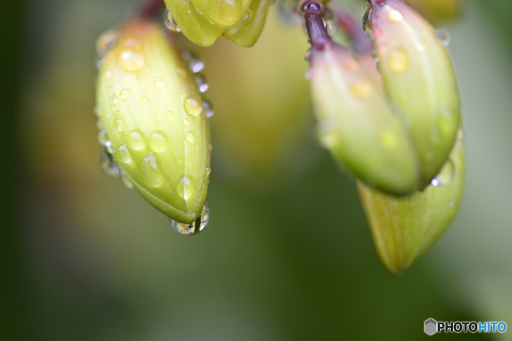 ちょっとお洒落した花達----②