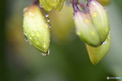 ちょっとお洒落した花達----②