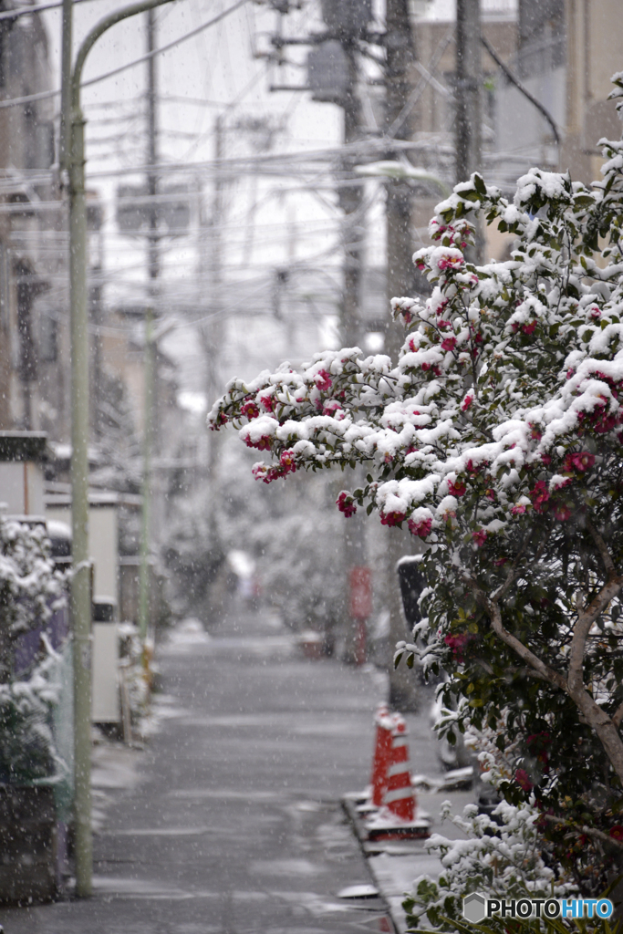 東京は「22豪雪」----①