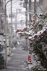 東京は「22豪雪」----①