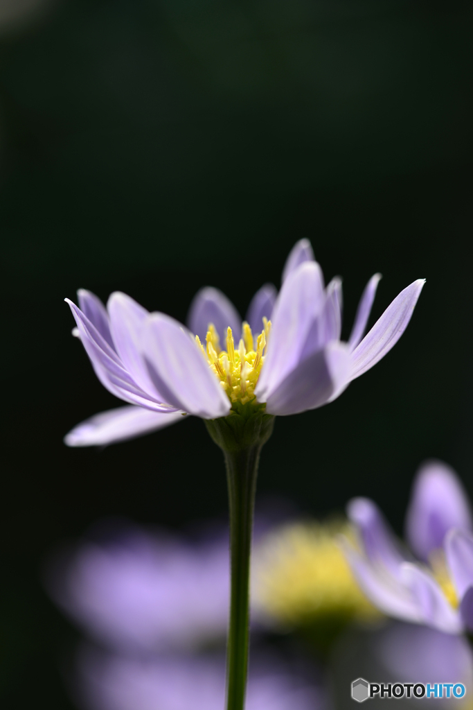 花たち----⑧