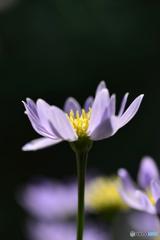 花たち----⑧