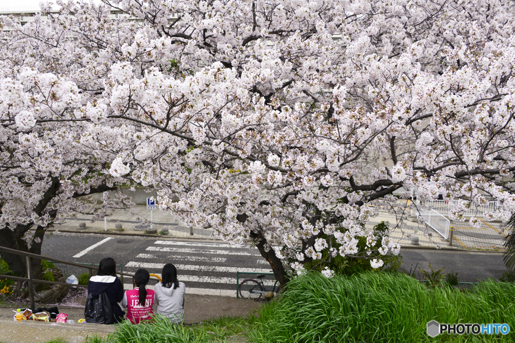 私たちのお花見