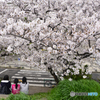 私たちのお花見