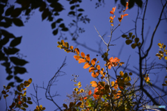 紅葉散歩---⑰