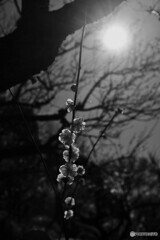 梅園へ向かう---④