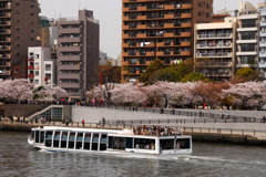 桜の風景---①