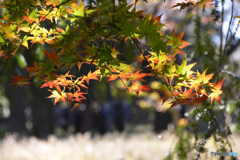 浄真寺の紅葉----⑬