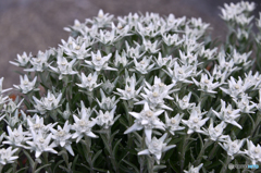 スイスで出会った花たち---２