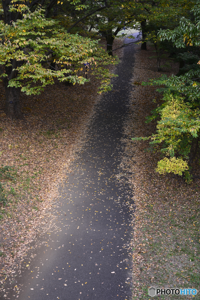 これから紅葉へ