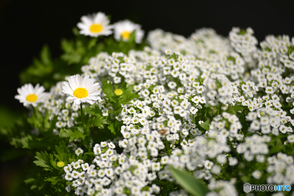 大きい花と小さい花
