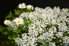 大きい花と小さい花