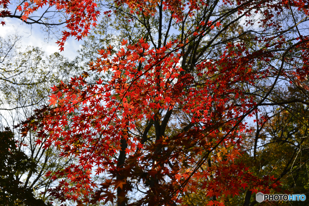 九品仏浄真寺の紅葉---①