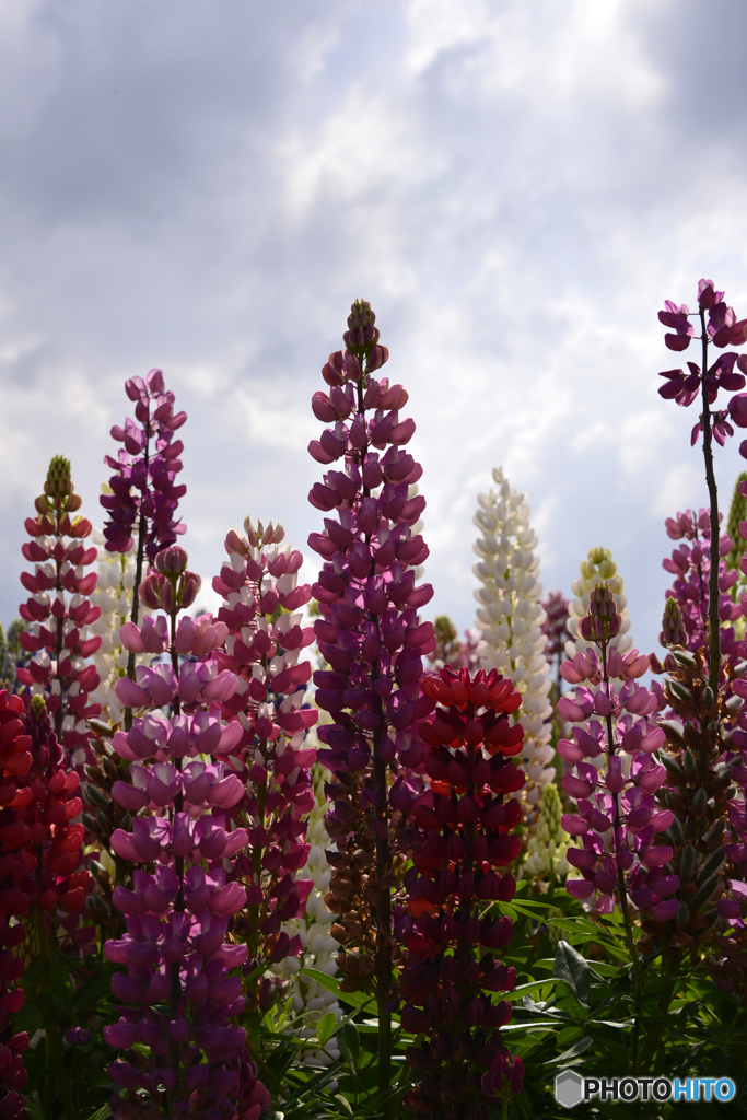 みんな大好きな「ルピナス」---①